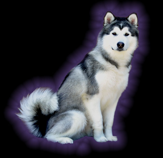Dagwood, Alaskan Malamute-La Jolla, California